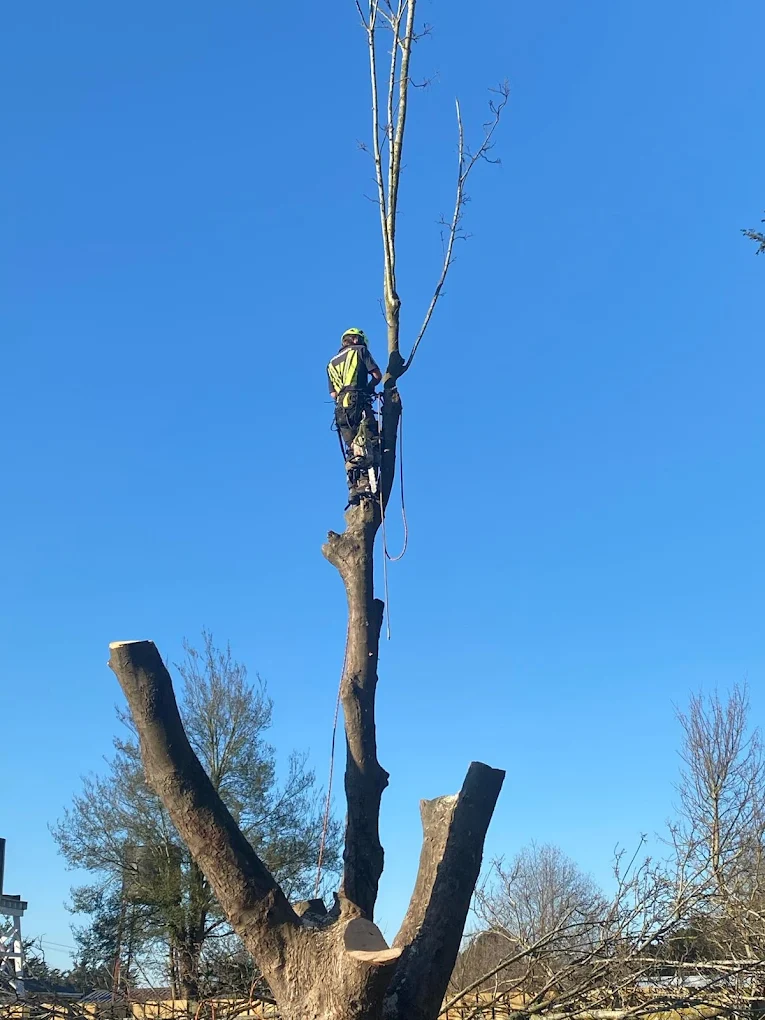Makerikeri Silviculture field work